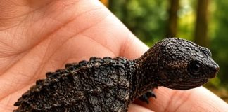 THE CHILLING DISCOVERY BEHIND A LITTLE GIRL’S “NEW PET” (WHY THE VET PANICKED WHEN HE SAW THE LIZARD)