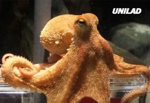 Octopus who correctly predicted eight World Cup match results received death threats from football fans