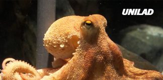 Octopus who correctly predicted eight World Cup match results received death threats from football fans