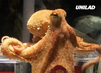 Octopus who correctly predicted eight World Cup match results received death threats from football fans