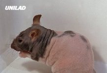 Warning issued for mutant rats discovered in the US that are much harder to get rid of