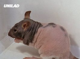 Warning issued for mutant rats discovered in the US that are much harder to get rid of