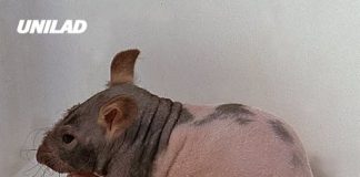 Warning issued for mutant rats discovered in the US that are much harder to get rid of