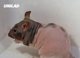 Warning issued for mutant rats discovered in the US that are much harder to get rid of