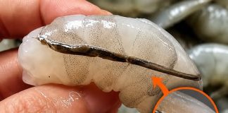 THE DANGEROUS TRUTH ABOUT SHRIMP (WHY YOU SHOULD NEVER EAT THE BLACK VEIN)