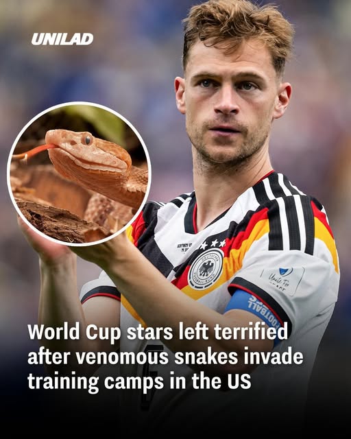 snake