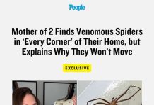 Mother of 2 Finds Venomous Spiders in ‘Every Corner’ of Their Home, but Explains Why They Won’t Move (Exclusive)