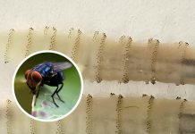 Authorities confirm first case of flesh-eating screwworm in US for over 60 years – here’s the state it was found in