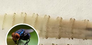 Authorities confirm first case of flesh-eating screwworm in US for over 60 years – here’s the state it was found in