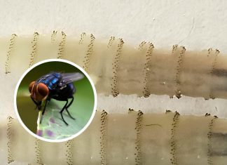 Authorities confirm first case of flesh-eating screwworm in US for over 60 years – here’s the state it was found in