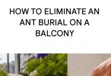 How to Get Rid of an Ant Nest on Your Balcony: Effective Solutions and Prevention