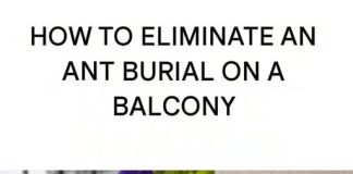 How to Get Rid of an Ant Nest on Your Balcony: Effective Solutions and Prevention