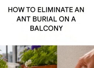 How to Get Rid of an Ant Nest on Your Balcony: Effective Solutions and Prevention