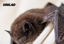 Boy, 11, dies from rabies after bat lands on face as experts warn he wasn’t bitten