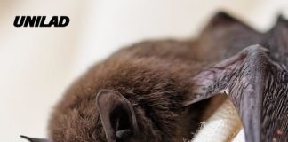 Boy, 11, dies from rabies after bat lands on face as experts warn he wasn’t bitten