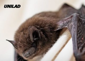 Boy, 11, dies from rabies after bat lands on face as experts warn he wasn’t bitten