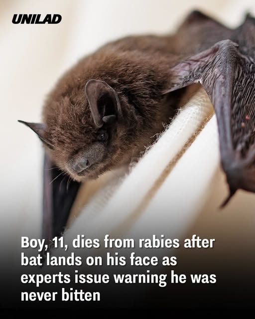 bat