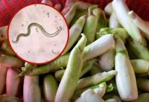 Hidden Risks on Fresh Vegetables: How to Reduce the Chance of Contamination