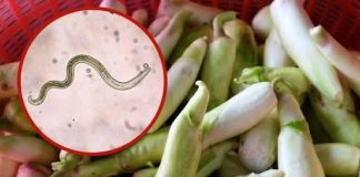 Hidden Risks on Fresh Vegetables: How to Reduce the Chance of Contamination