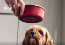 Urgent recall for top-selling Pedigree dog food that could seriously injure your pet