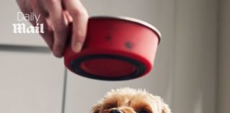 Urgent recall for top-selling Pedigree dog food that could seriously injure your pet