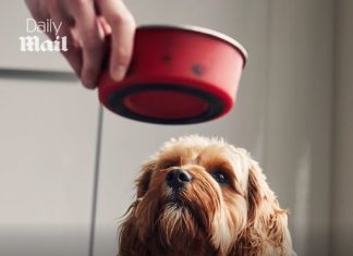 Urgent recall for top-selling Pedigree dog food that could seriously injure your pet