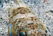 Everything in the Med that can leave you deathly sick – from poisonous jellyfish to a flesh-eating beach bug