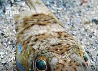 Everything in the Med that can leave you deathly sick – from poisonous jellyfish to a flesh-eating beach bug