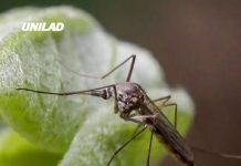 Officials issue warning after mosquitoes carrying paralyzing virus are found across multiple states