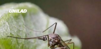 Officials issue warning after mosquitoes carrying paralyzing virus are found across multiple states