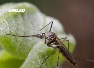Officials issue warning after mosquitoes carrying paralyzing virus are found across multiple states