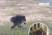 Mutant creature ‘Jimothy’ spotted in US state as expert explains what it is