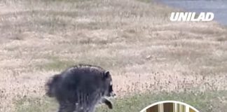 Mutant creature ‘Jimothy’ spotted in US state as expert explains what it is