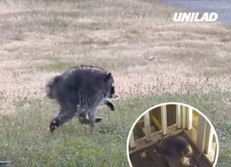 Mutant creature ‘Jimothy’ spotted in US state as expert explains what it is