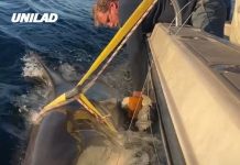 Biggest great white shark ever in Atlantic resurfaces as experts warn it’s headed for tourist hotspot in US