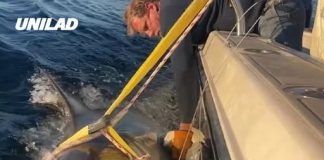 Biggest great white shark ever in Atlantic resurfaces as experts warn it’s headed for tourist hotspot in US