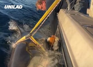 Biggest great white shark ever in Atlantic resurfaces as experts warn it’s headed for tourist hotspot in US