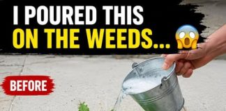 Natural and Powerful Homemade Weed Control