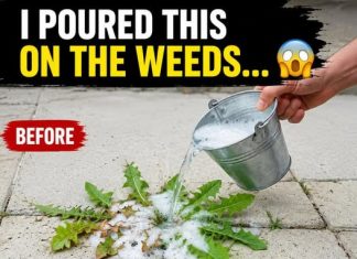 Natural and Powerful Homemade Weed Control