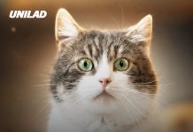 Simulation shows what cats see when they look at humans