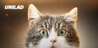 Simulation shows what cats see when they look at humans