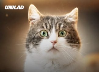 Simulation shows what cats see when they look at humans