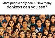 HOW MANY DONKEY CAN YOU SEE