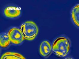 Deadly drug-resistant fungus confirmed in 23 states, CDC warns