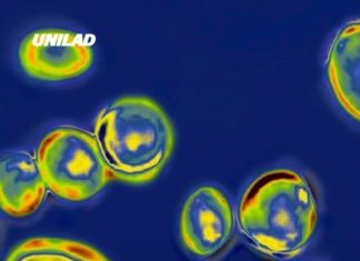 Deadly drug-resistant fungus confirmed in 23 states, CDC warns