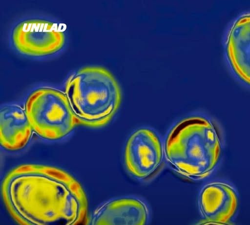 Deadly drug-resistant fungus confirmed in 23 states, CDC warns