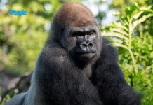 Disney’s Animal Kingdom Welcomes New Gorilla Leader Bakari After the Death of Beloved Silverback Gino