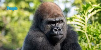 Disney’s Animal Kingdom Welcomes New Gorilla Leader Bakari After the Death of Beloved Silverback Gino