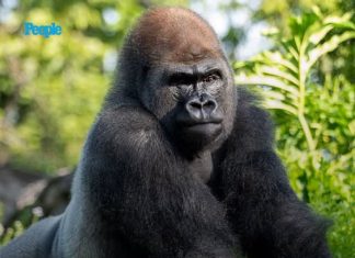Disney’s Animal Kingdom Welcomes New Gorilla Leader Bakari After the Death of Beloved Silverback Gino