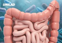 Scientists warn your gut bacteria could literally start ‘eating you’ if you don’t get enough fibre
